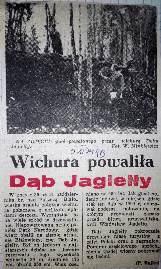 Dąb Jagiełły powalony